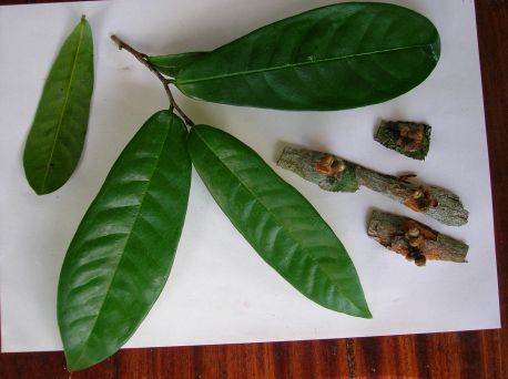 Uvariodendron sp. nov.